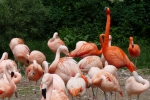 Flamingos at Prague Zoo