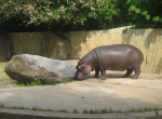 Пражский зоопарк один из лучших зоопарков мира