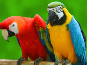 Экскурсия в парк "Джунгли попугаев" (индивидуальная)