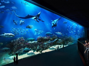 Экскурсия в гигантский аквариум и аквапарк (индивидуальная)